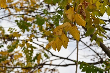 Sonbahar ağaçları arka planda, parktaki ağaç dalları