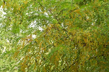 Sonbahar ağaçları arka planda, parktaki ağaç dalları