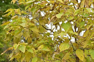 Sonbahar ağaçları arka planda, parktaki ağaç dalları