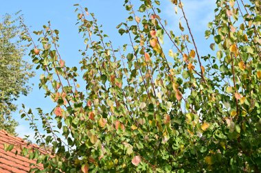 Sonbahar ağaçları arka planda, parktaki ağaç dalları