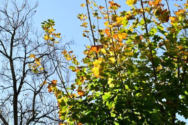 Sonbahar ağaçları arka planda. Parktaki ağaç dallarının dokusunu.