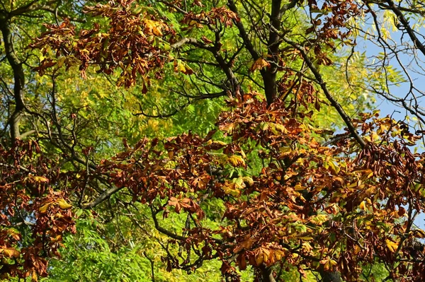 Höst Träd Bakgrund Grenar Träd Parken — Stockfoto