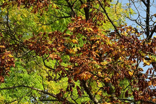 Осенний Фон Деревьев Ветви Деревьев Парке — стоковое фото