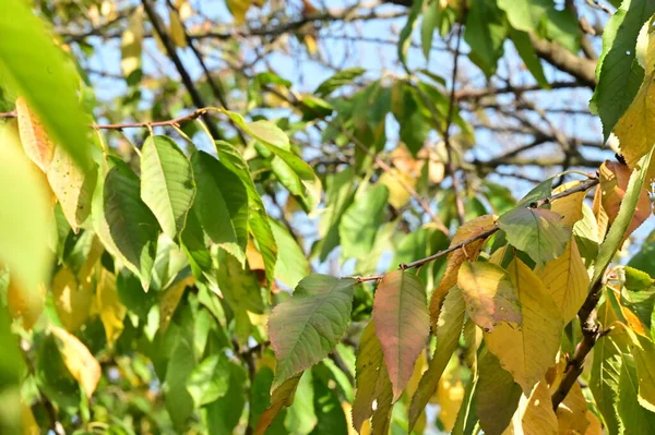 Podzimní Stromy Pozadí Větve Stromů Parku — Stock fotografie