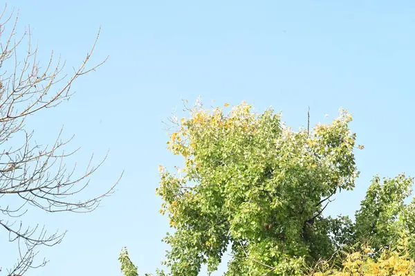 Jesienne Drzewa Tle Gałęzie Drzew Parku — Zdjęcie stockowe