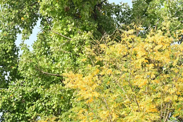 Jesienne Drzewa Tle Gałęzie Drzew Parku — Zdjęcie stockowe