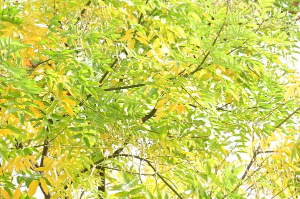Outono Árvores Fundo Ramos Árvores Parque — Fotografia de Stock