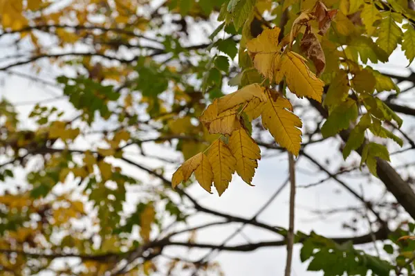 Осенний Фон Деревьев Ветви Деревьев Парке — стоковое фото
