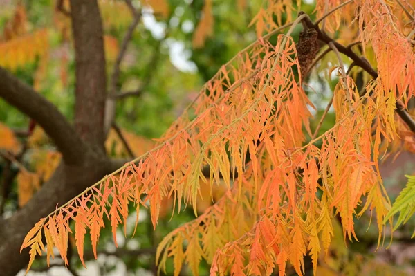 stock image autumn trees background, branches of trees in the park