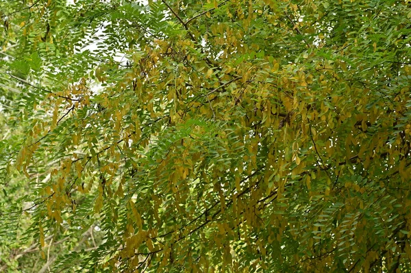 나무의 공원에 나뭇가지들 — 스톡 사진