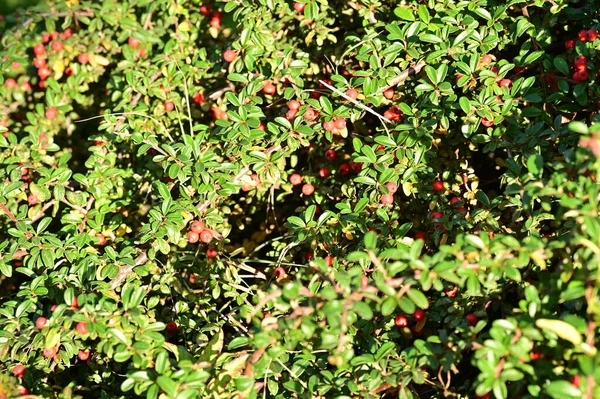 Closeup Berries Bush — Stock Photo, Image