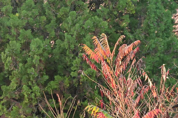 Podzimní Stromy Pozadí Textura Větví Stromů Parku — Stock fotografie