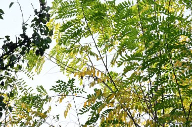 Sonbahar ağaçları arka planda. Parktaki ağaç dallarının dokusunu.