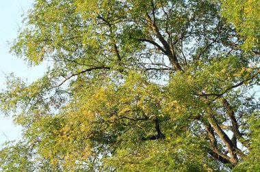 Sonbahar ağaçları arka planda. Parktaki ağaç dallarının dokusunu.