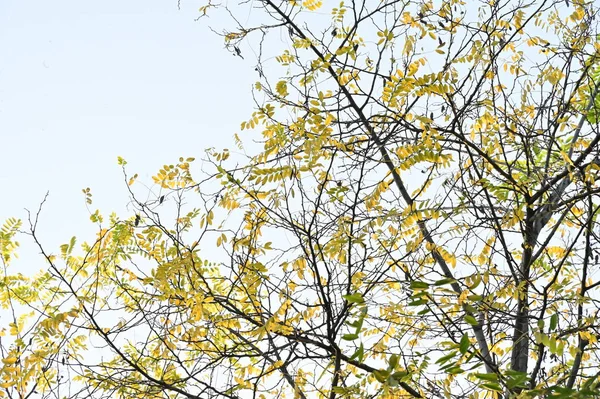Tło Jesiennych Drzew Tekstury Gałęzi Drzew Parku — Zdjęcie stockowe