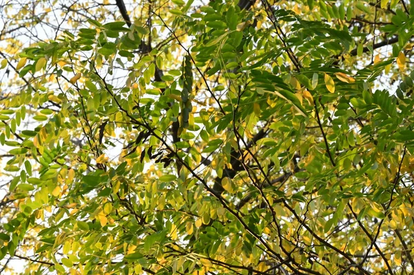 秋树背景 公园里树枝的质地 — 图库照片