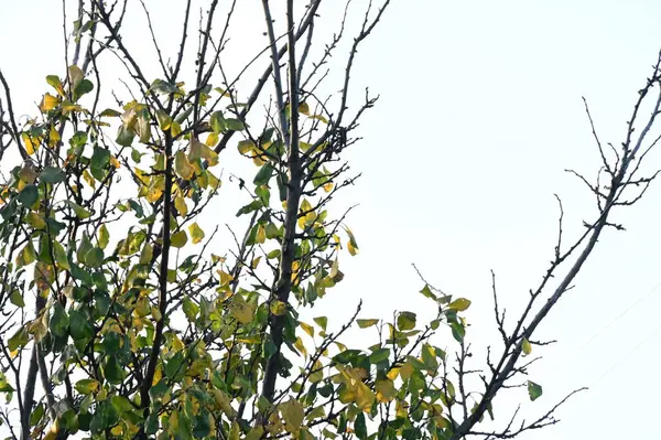 Tło Jesiennych Drzew Tekstury Gałęzi Drzew Parku — Zdjęcie stockowe