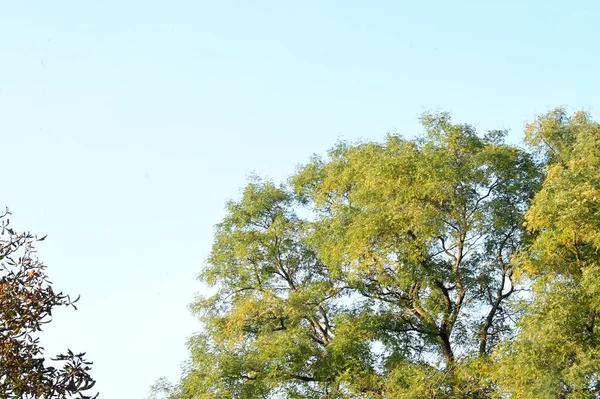 stock image autumn trees background. the texture of the branches of trees in the park