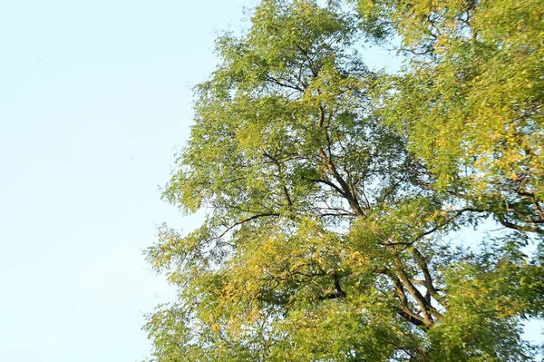Sonbahar Ağaçları Arka Planda Parktaki Ağaç Dallarının Dokusunu — Stok fotoğraf