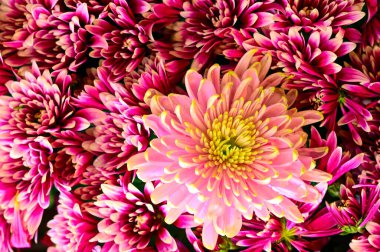 Güzel kasımpatılar. Sonbahar çiçekleri. Kapatın.