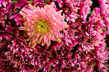 güzel sonbahar çiçekler, yakın çekim