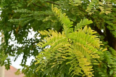 Sonbahar ağaçları arka planda. Parktaki ağaç dallarının dokusunu.