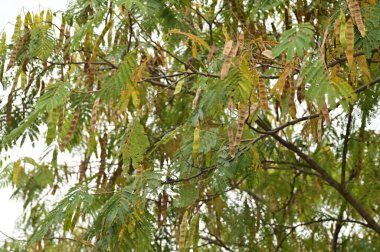 Sonbahar ağaçları arka planda. Parktaki ağaç dallarının dokusunu.