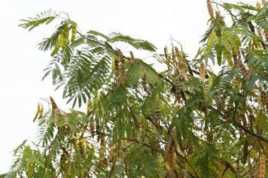 Sonbahar ağaçları arka planda. Parktaki ağaç dallarının dokusunu.
