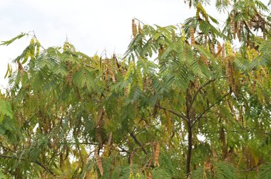 Sonbahar ağaçları arka planda. Parktaki ağaç dallarının dokusunu.