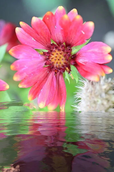 stock image close up of beautiful flower near water 