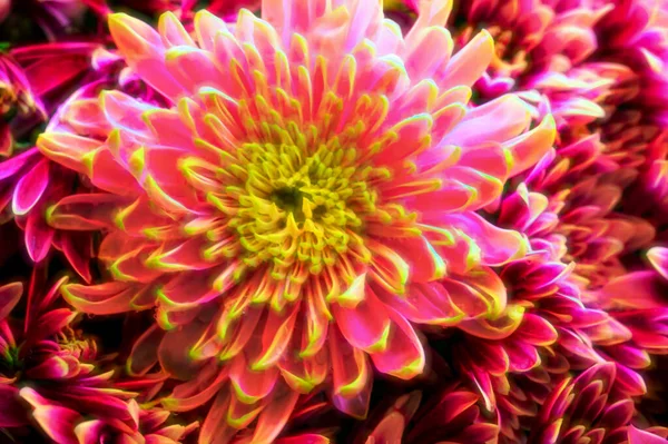 Hermosos Crisantemos Flores Otoño Cerca — Foto de Stock