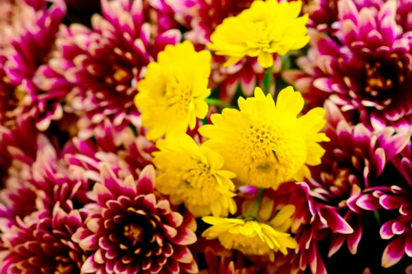 Güzel Parlak Kasımpatı Çiçeklerine Yakın — Stok fotoğraf