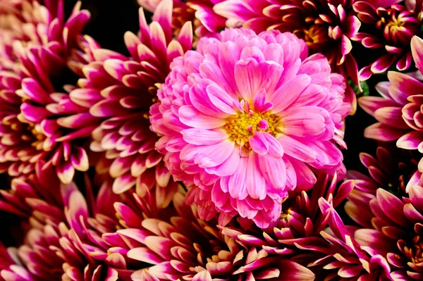 美丽明亮的菊花花的密闭 — 图库照片