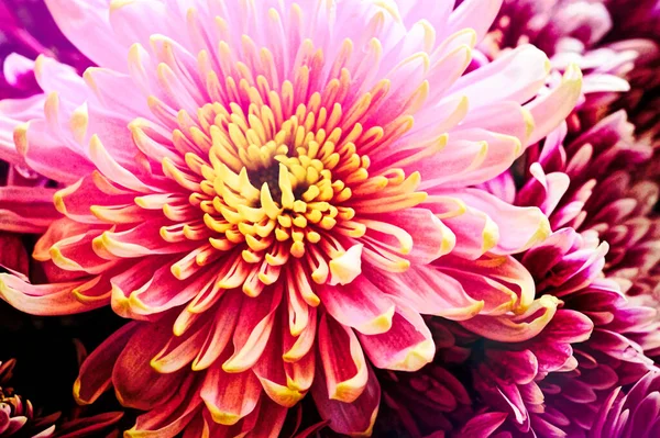 Primer Plano Hermosas Flores Crisantemos Brillantes — Foto de Stock
