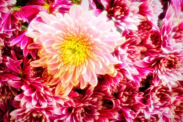 Primo Piano Bei Fiori Crisantemi Lucenti — Foto Stock