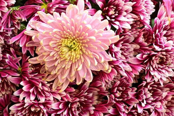Nahaufnahme Von Schönen Hellen Chrysanthemen Blüten — Stockfoto
