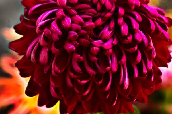 Közel Gyönyörű Krizantém Virág — Stock Fotó