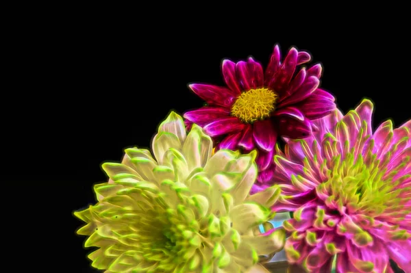 Крупным Планом Красивые Яркие Цветы Хризантем — стоковое фото