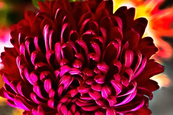 Primo Piano Bel Fiore Crisantemo — Foto Stock