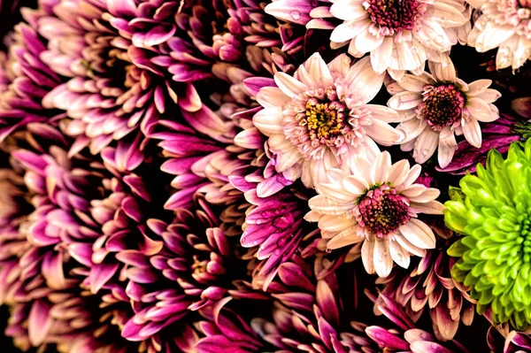 Gros Plan Belles Fleurs Chrysanthèmes Lumineux — Photo