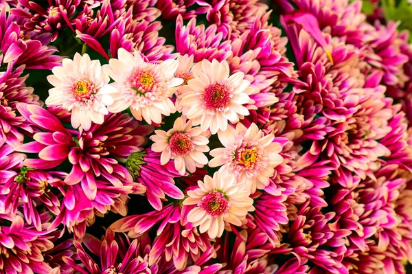 Nahaufnahme Von Schönen Hellen Chrysanthemen Blüten — Stockfoto