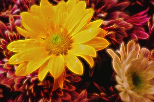 Zbliżenie Piękne Jasne Chryzantemy Kwiaty — Zdjęcie stockowe