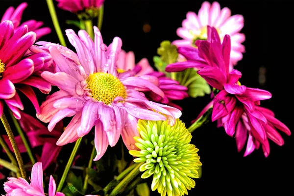 Flores Increíbles Color Rosa Sobre Fondo Negro — Foto de Stock