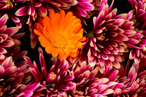 Belles Fleurs Automne Gros Plan — Photo