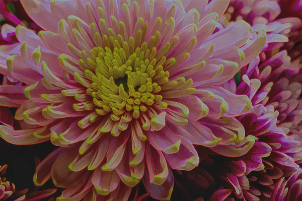 Close Beautiful Chrysanthemum Flower — Stock Photo, Image