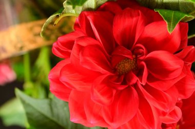 kırmızı güzel çiçekler, yakın manzara, yaz konsepti