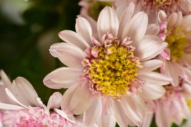 Bahçede büyüyen güzel pembe ve beyaz çiçekler