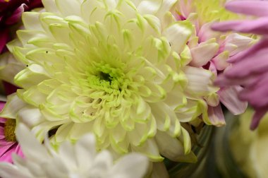 güzel sonbahar çiçekler, yakın çekim