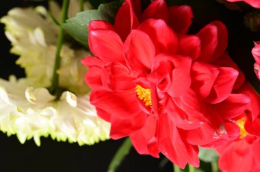 Parlak sonbahar çiçeklerini kapatın.