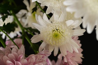 Siyah arkaplanda beyaz ve pembe kasımpatılar